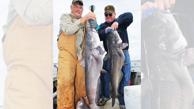 The Santee Cooper lakes probably have more blue catfish in the 10- to 15-pound class than anglers could ever hope to catch, but the occastional 30-pound and up monsters are always a possibility.