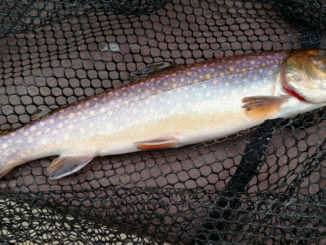 Cataloochee Creek holds some great brook trout fishing, with plenty of fish from 7 to 10 inches long.