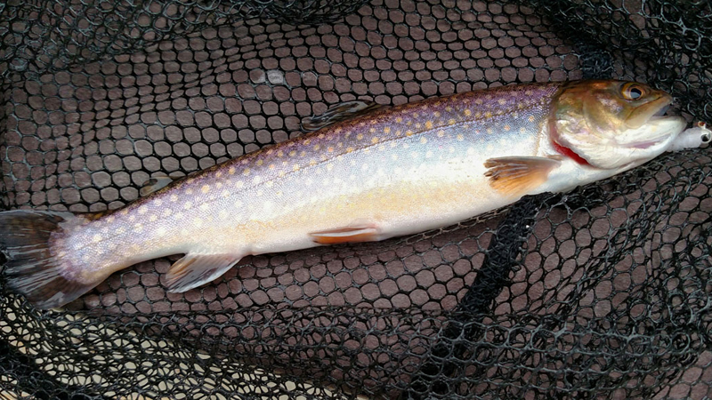 Cataloochee Creek holds some great brook trout fishing, with plenty of fish from 7 to 10 inches long.