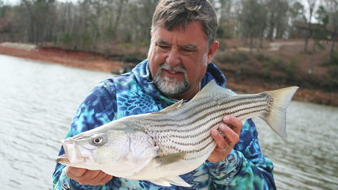 Guide Chip Hamilton looks for Lake Hartwell’s striped bass this month in the upper end of the lake.