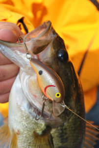 Small crankbaits with diving lips are great lures to deflect off wooden cover when bass have moved out of deep water.