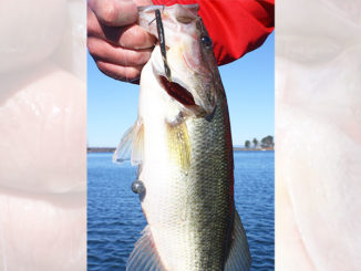 A drop-shot rig is a great way to catch winter bass on North Carolina’s Belews Lake.