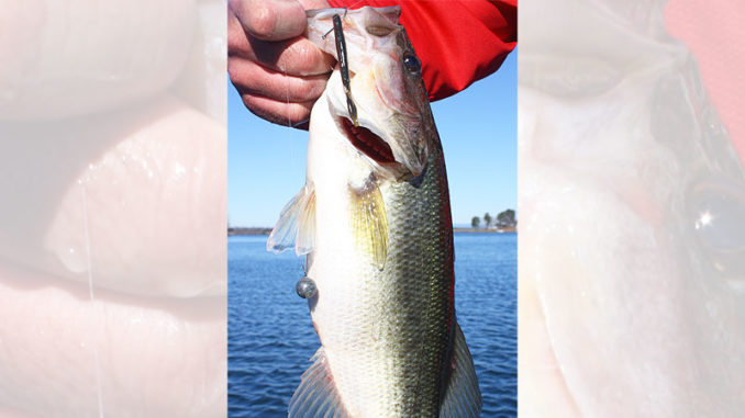 A drop-shot rig is a great way to catch winter bass on North Carolina’s Belews Lake.