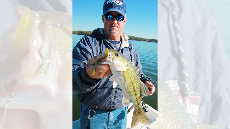 spotted bass