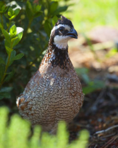 Bobwhite quail, like this beautiful cock bird, were once the king of southeastern woods and fields before changes in habitat supressed their numbers.