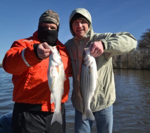Fishermen in rivers along North Carolina’s central coast are limited two two stripers a day, at least 26 inches long, between Oct. 1 and April 30.