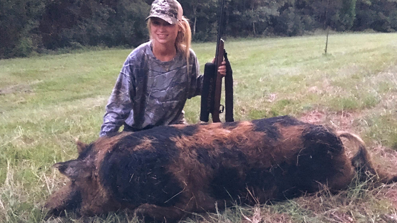 hogs