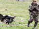 This aggressive turkey was a nuisance to one photographer, but a source of laughter for another.