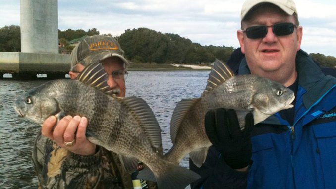 Black drum will wake up early in the year and stage on structure in deeper holes in Little River’s estuary.
