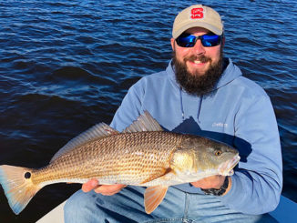 Red drum