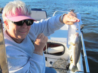 Barbara Foster of Southport, N.C., hoists a tasty, chunky spring whiting.