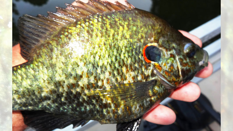 Shellcrackers are easy to identify by their markings; the ear flap will have a light-colored outline.