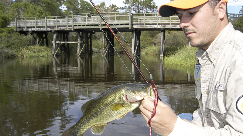Swim a worm with a big, ripple tail through shallow water and you’ll run into some bass that haven’t locked down on the bed yet.
