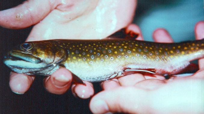 Tiny, colorful brook trout are among the most beautiful of all trout in North America, and they aren’t even a true trout, but a member of the char family.