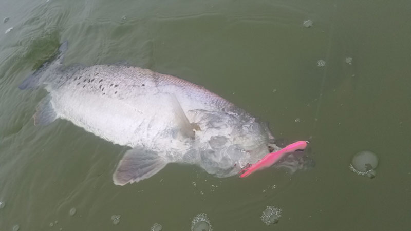 This 27 1/2-inch speckled trout fell to a Texas Custom Lures MirrOlure Double D, a new subsurface lure.
