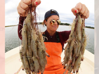 You don’t have to wait until South Carolina’s baiting season to net some tasty shrimp; Amy Anderson shows the proof.