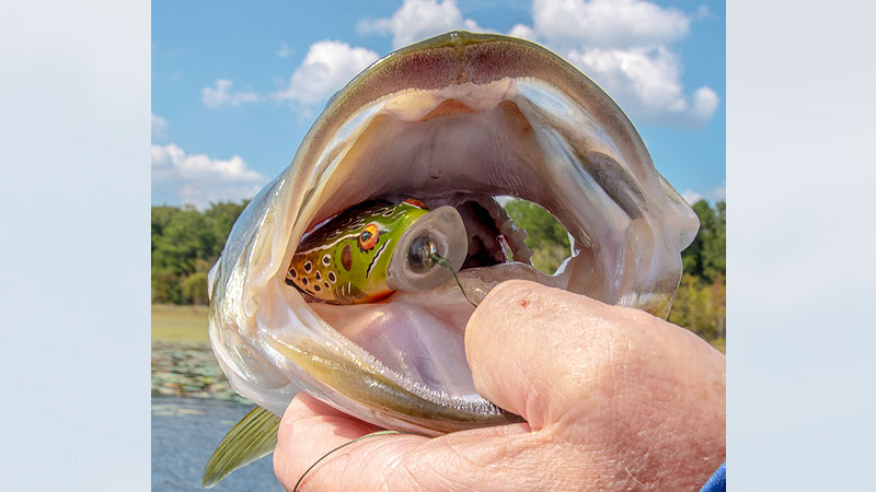 big fish ice fishing poles Clam Katana Bigfish Rods What causes a fish-like Color:PKI Interchangeable Carbon Medium