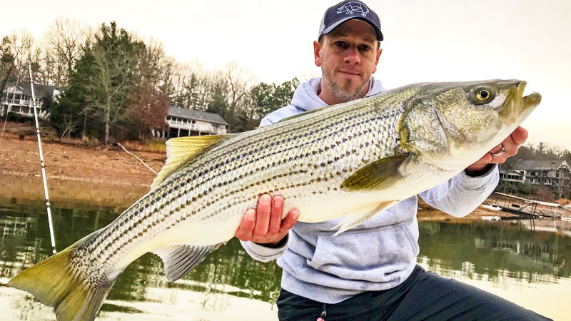 Guide Shane Goebel caught this 34-pound striper from North Carolina’s Hiwassee Lake, which has been stocked for only a handful of years.