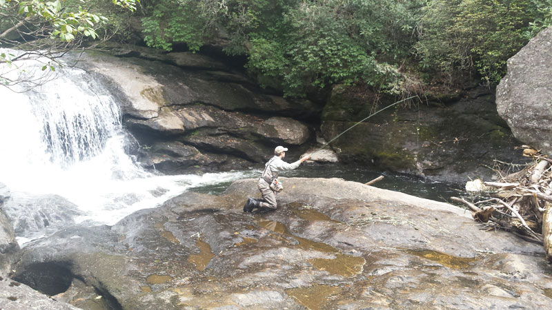 trout