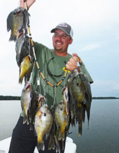 Bedding bream aren’t picky; they’ll hit a variety of baits and lures, headed by crickets, worms and small spinners.