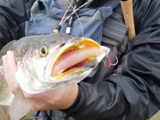How do moon phases affect the feeding behavior of speckled trout? Not as much as you’d think.