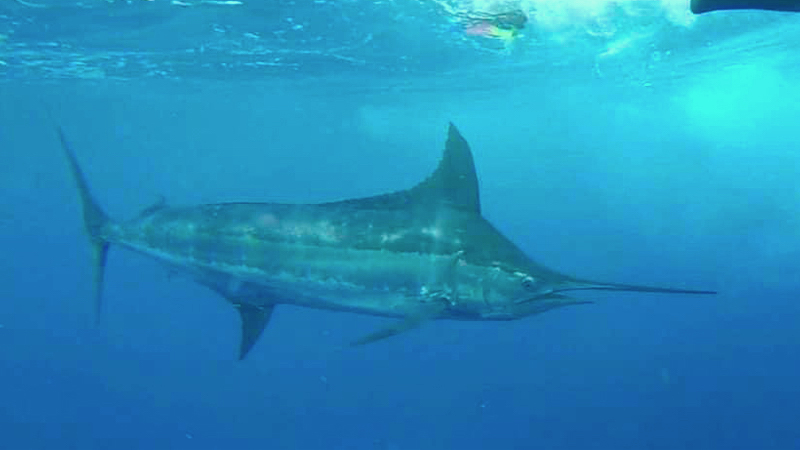 Big Rock Blue Marlin Tournament