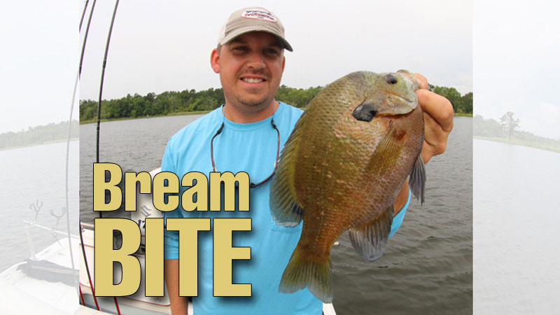 bream