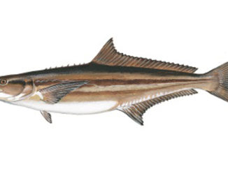 future of cobia