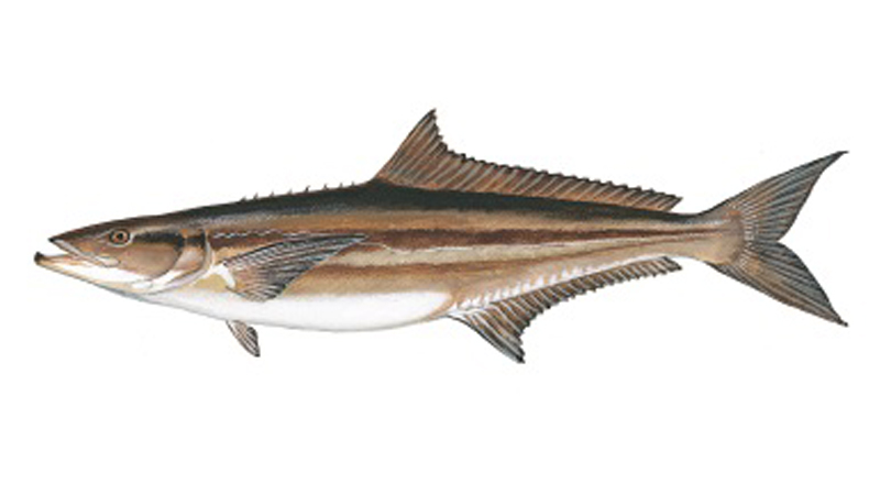 future of cobia
