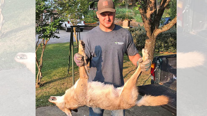 Coyote killed family cat