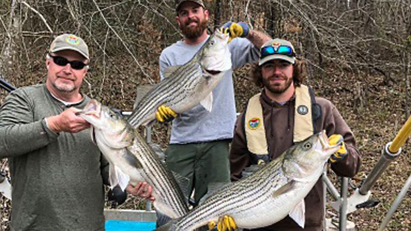 Lake Hartwell Stripers