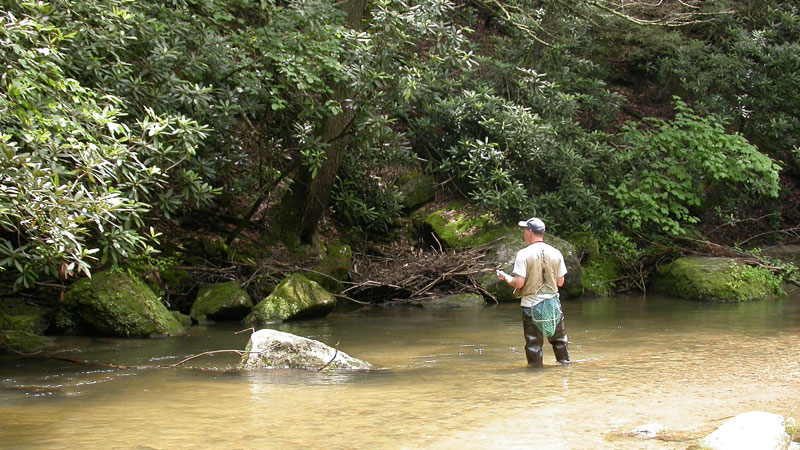 trout
