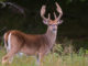 lottery hunt