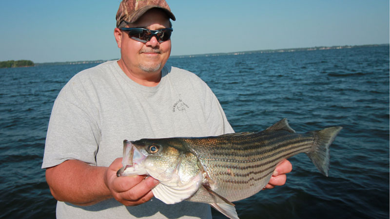 stripers