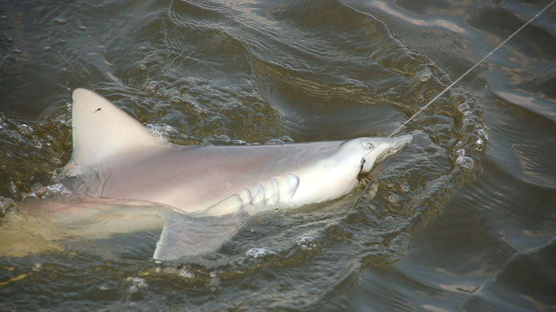 shark