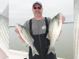 stripers