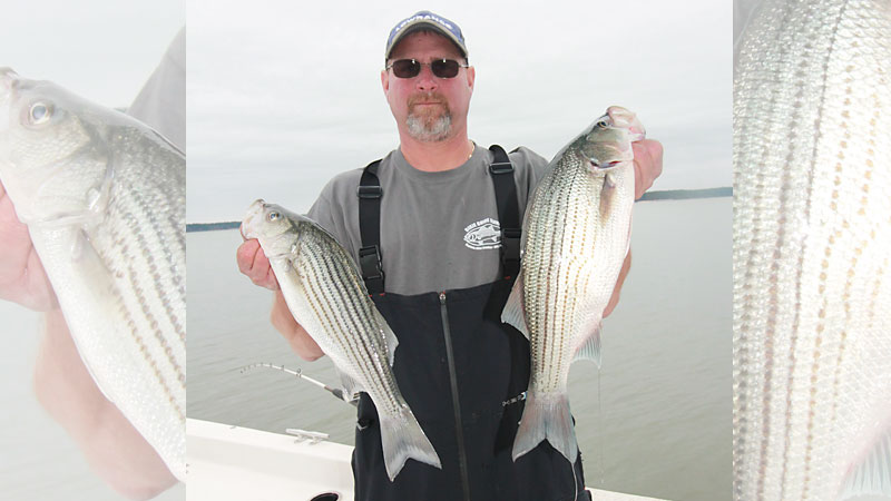 stripers