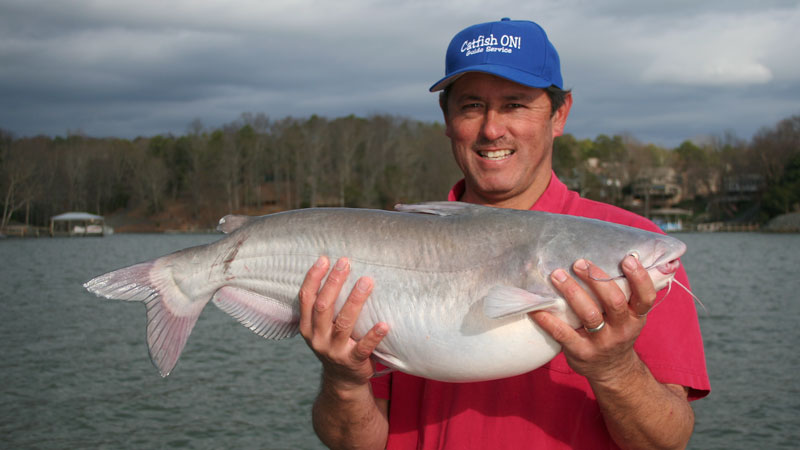 catfish