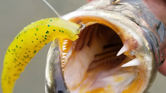 Try nose-hooked soft jerkbaits for speckled trout - Carolina Sportsman