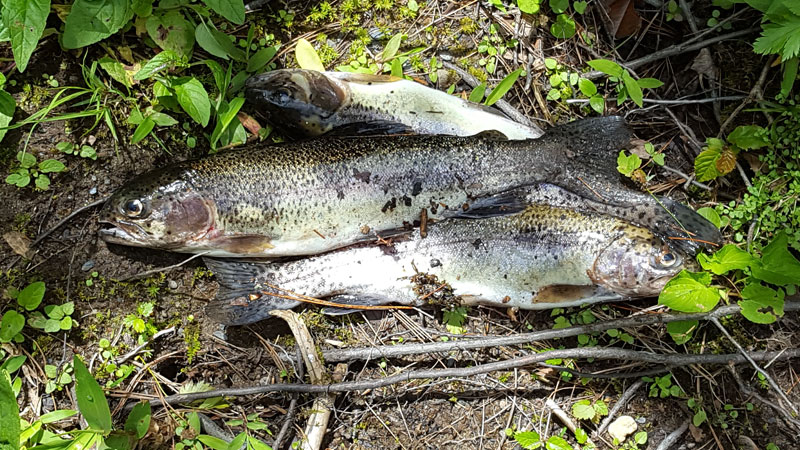 trout