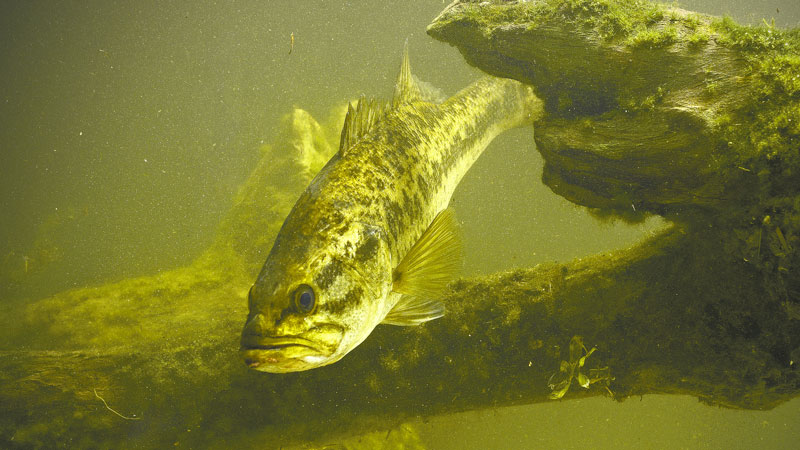 crankbaits