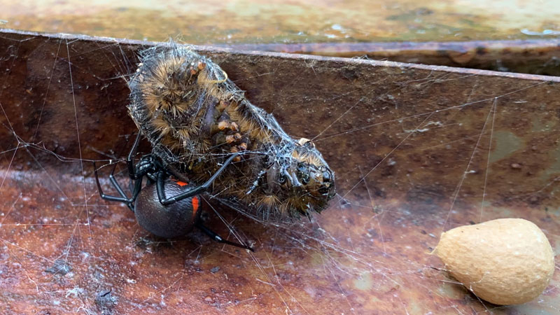 spider