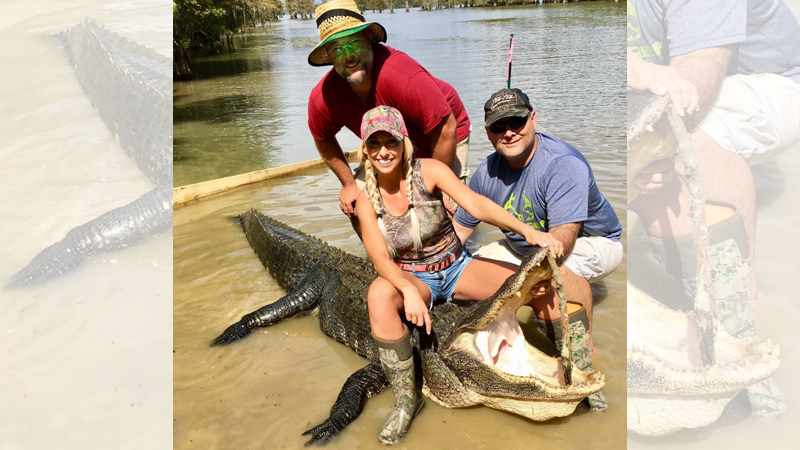 gator