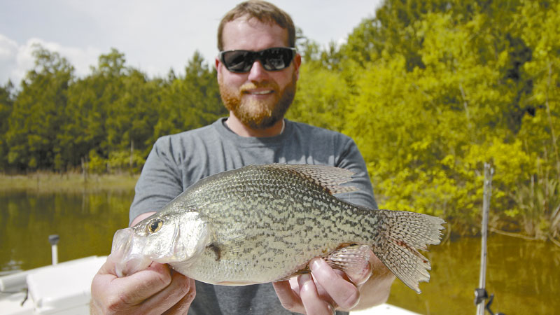 crappie