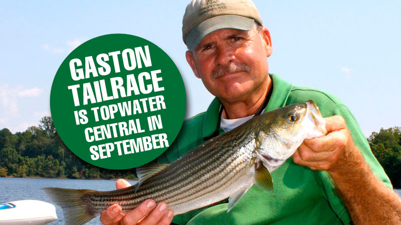 topwater