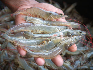 shrimp baiting
