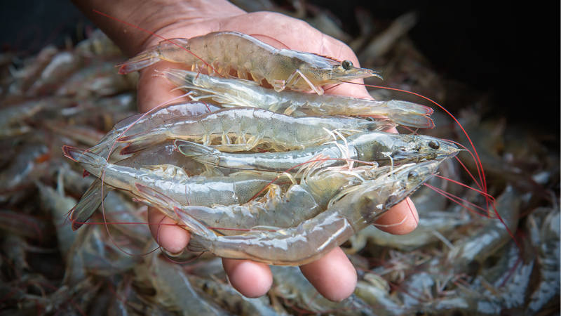 shrimp baiting
