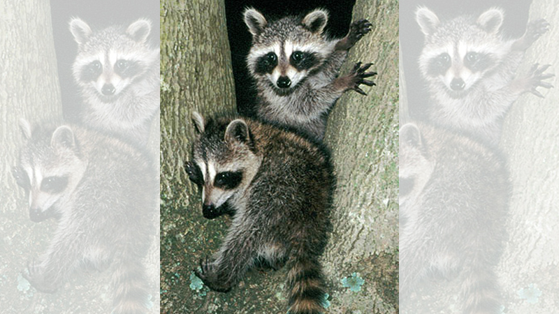 Youth Coon Hunt