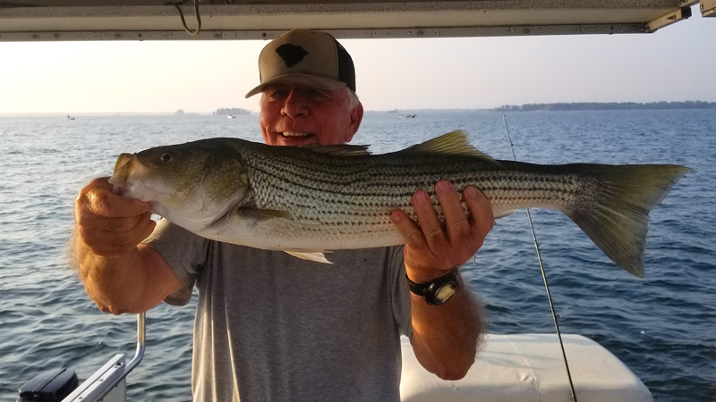 stripers