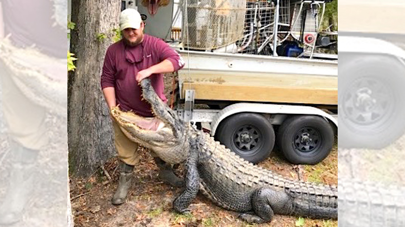 gator